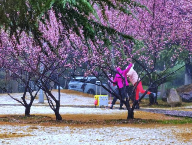 冒雪拍了几个小时梅花，值了｜城市摄影队