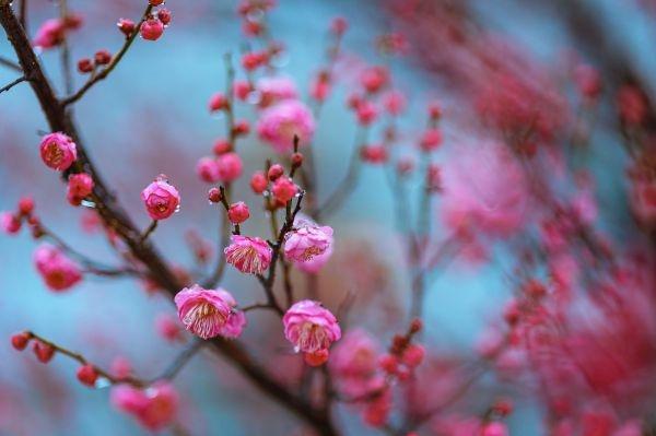 冒雪拍了几个小时梅花，值了｜城市摄影队