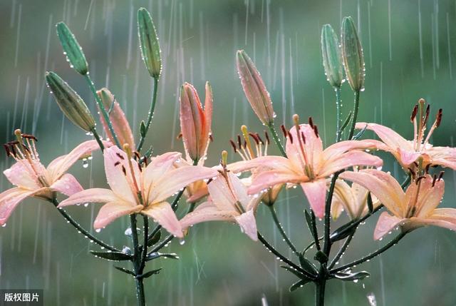 盼一场夏雨 有哪些关于雨的精美的句子