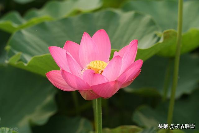 ​红荷花诗词名句10首：芙蓉葩红鲜，莲心彻底红