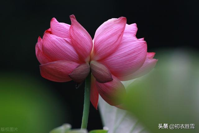 ​红荷花诗词名句10首：芙蓉葩红鲜，莲心彻底红