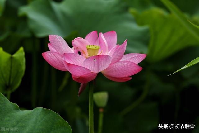 ​红荷花诗词名句10首：芙蓉葩红鲜，莲心彻底红