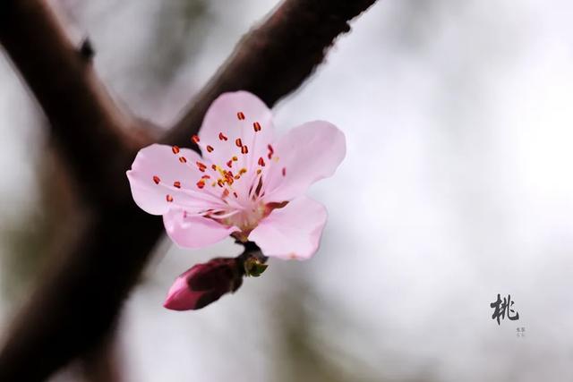 诗朗诵：桃花开了