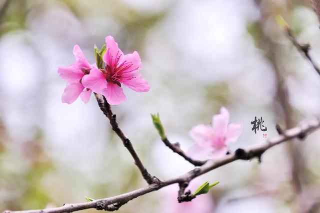 诗朗诵：桃花开了