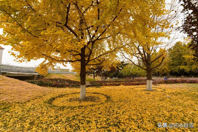 屈原宋玉杜甫的四首悲秋诗，来了解他们的悲秋，是一种什么情怀？