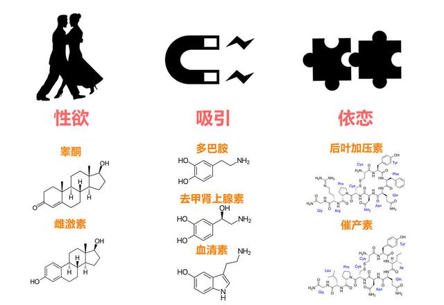 爱情是什么？为什么情侣们总想过情人节？