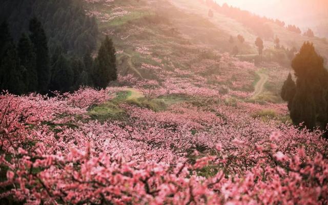 【诗词鉴赏】在唐诗宋词里穿行，去寻找古代诗人的植树情怀。