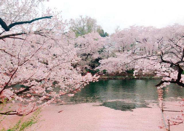 谁道春犹早 山樱几树新，十首山樱诗词，惊艳了时光，邂逅醉美春天