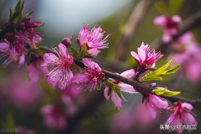 解析纳兰性德荷花美句，不及芙蓉，一片幽情冷处浓