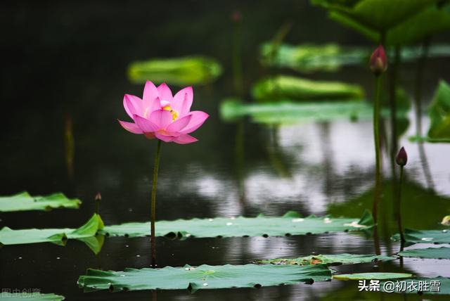 解析纳兰性德荷花美句，不及芙蓉，一片幽情冷处浓