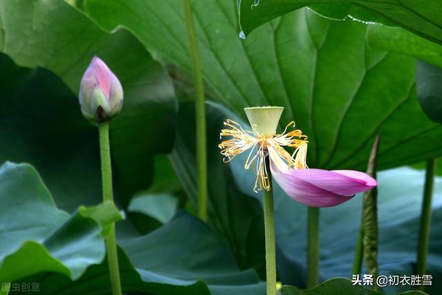 解析纳兰性德荷花美句，不及芙蓉，一片幽情冷处浓