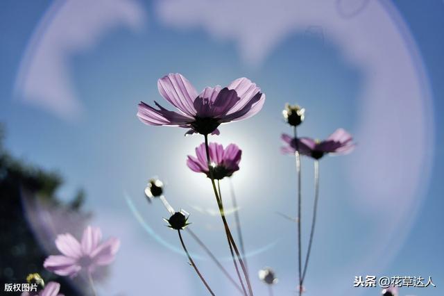 格桑花花语是什么 格桑花寓意及传说