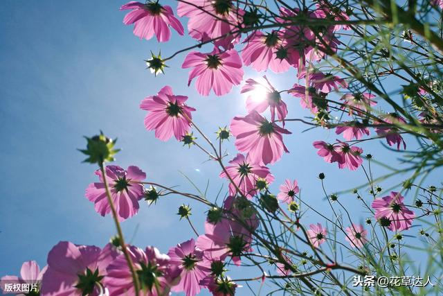 格桑花花语是什么 格桑花寓意及传说