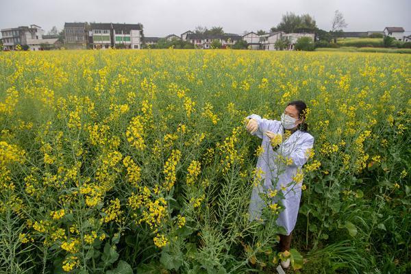 不一样的油菜花