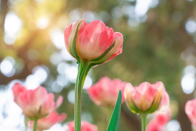 三月里花香飘飘，春光明媚，是与花相伴日子