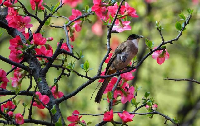 三月里花香飘飘，春光明媚，是与花相伴日子