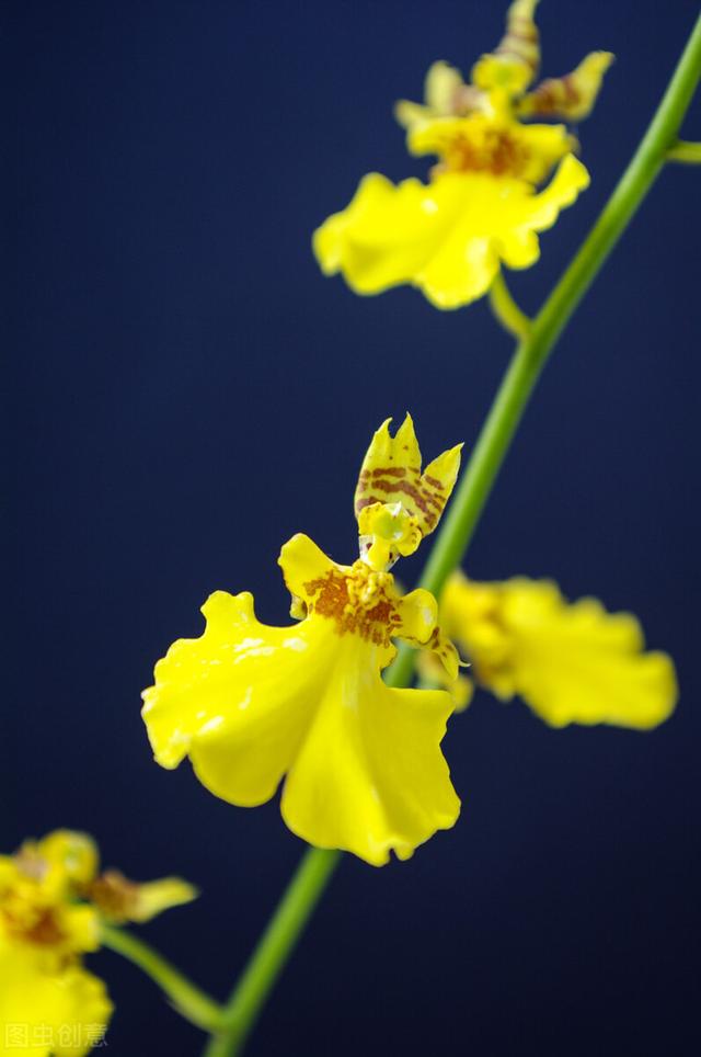 三月里花香飘飘，春光明媚，是与花相伴日子