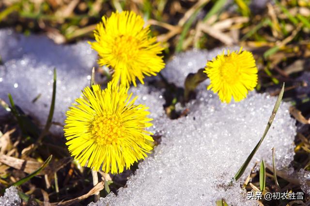 唯美春雪唐诗七首：春雪满空来，触处似花开