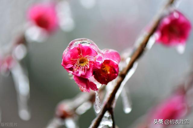 唯美春雪唐诗七首：春雪满空来，触处似花开