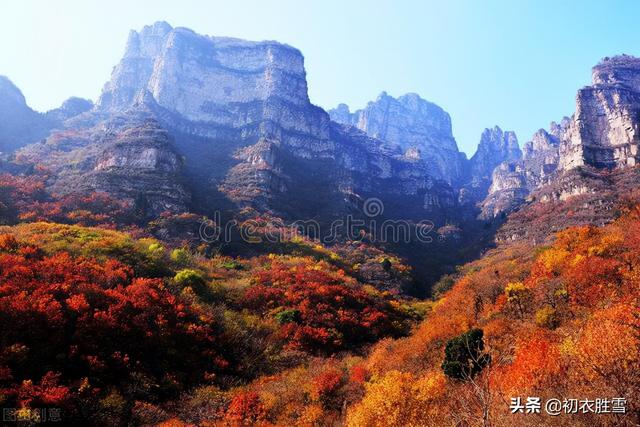 明快重阳节诗词四首：红叶黄花秋景宽，茱萸何处不相逢