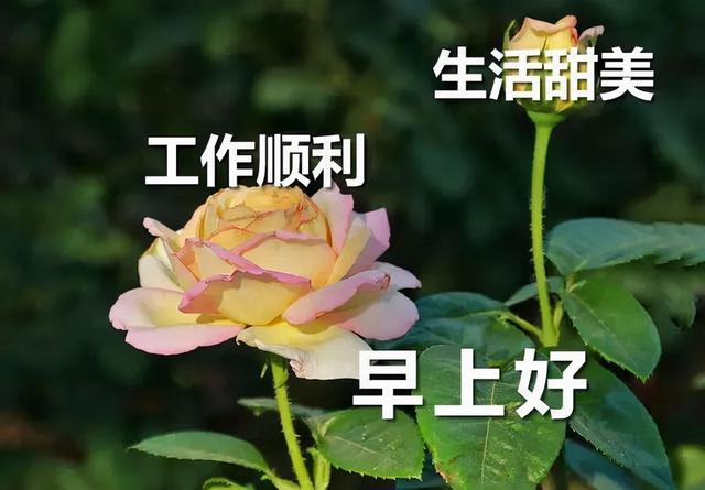 问候是一种甜蜜的牵挂。想念是一份温馨的心情，早安