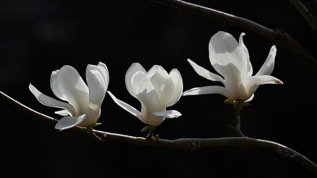 仲春三月玉兰花开，10首最美玉兰花诗词，看霓裳片片，赏束素亭亭