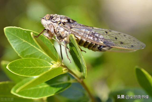 虞世南一首经典的五绝，意境唯美句句惊艳，读后让人拍案叫绝