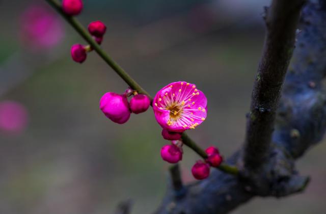 春早 春早 窗外一声啼鸟，古诗词里的早春，一起寻找早春最美的风景