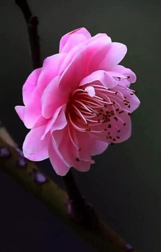 花开花谢花无悔，缘来缘去缘如水，珍惜拥有，快乐生活