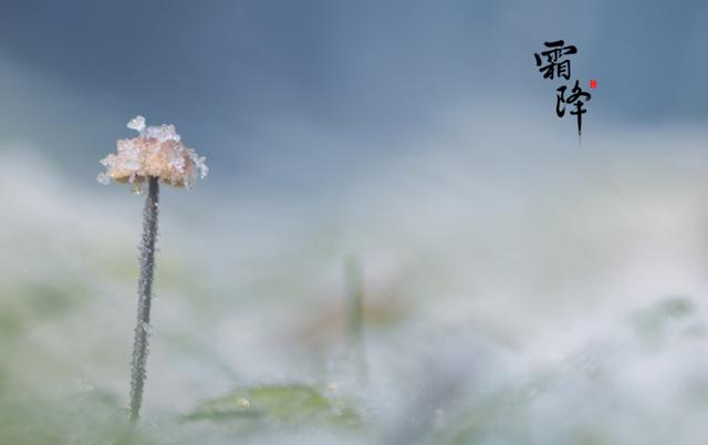 薄暮轻寒霜降近，十二首霜降的诗词，欣赏最后秋天的美景