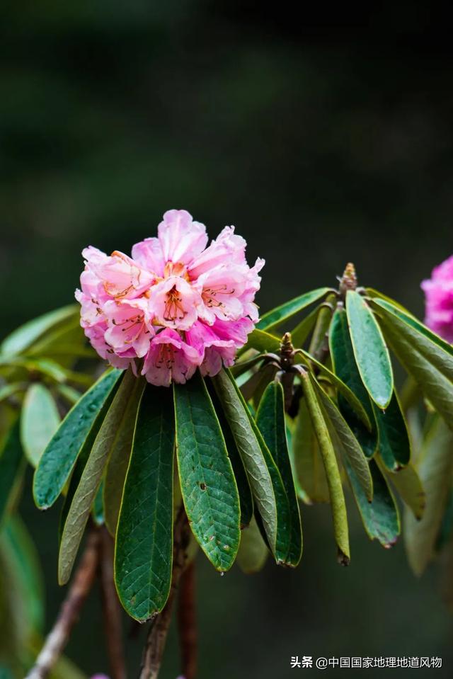 玫瑰、兰花、康乃馨，牡丹、杜鹃、山茶花，云南的花到底有多美？