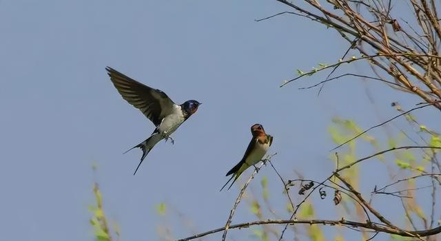 「诗词鉴赏」燕子衔来春风暖，十二首燕子的诗词，最是一年春好时