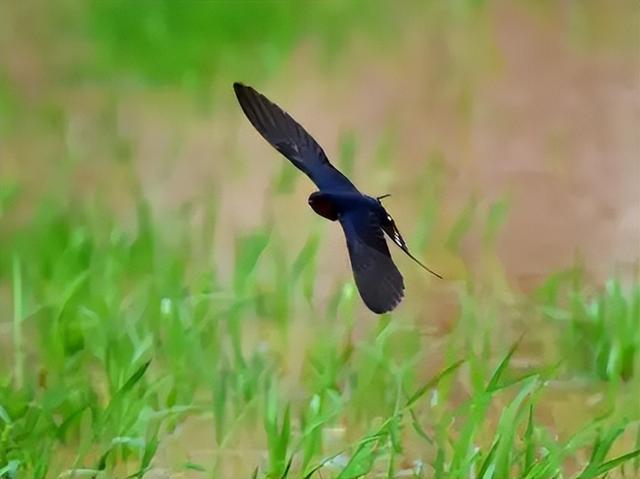 「诗词鉴赏」燕子衔来春风暖，十二首燕子的诗词，最是一年春好时