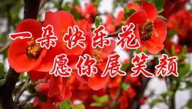 早上好，送你最美花朵朵，愿你好运来！一定要打开看看！