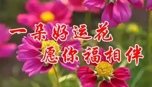 早上好，送你最美花朵朵，愿你好运来！一定要打开看看！