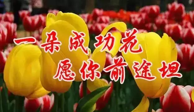 早上好，送你最美花朵朵，愿你好运来！一定要打开看看！