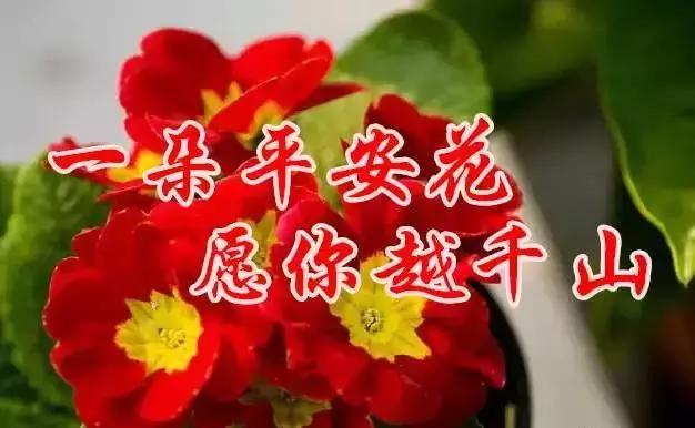 早上好，送你最美花朵朵，愿你好运来！一定要打开看看！