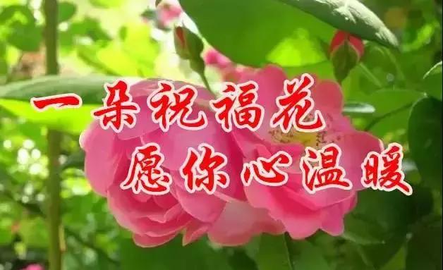 早上好，送你最美花朵朵，愿你好运来！一定要打开看看！