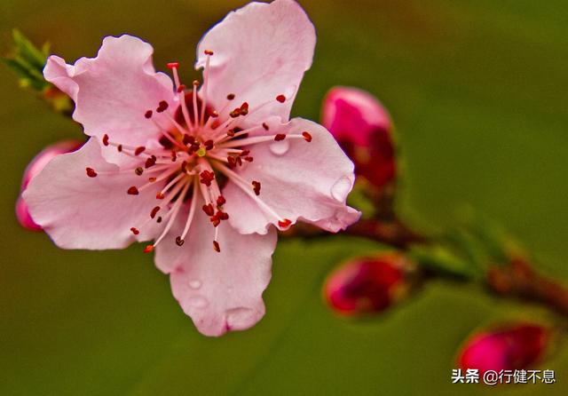 花为媒：十二首著名的桃花诗，展示大诗人们的桃花情结