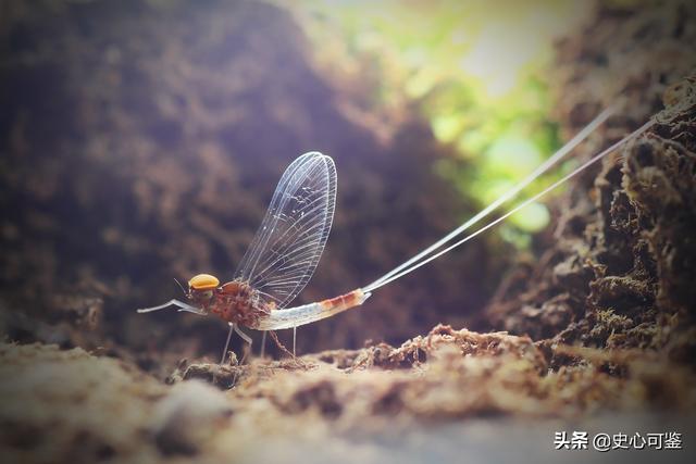 爱之深，恨之切，曲终人散—《诗经·国风》爱情三部曲（终）