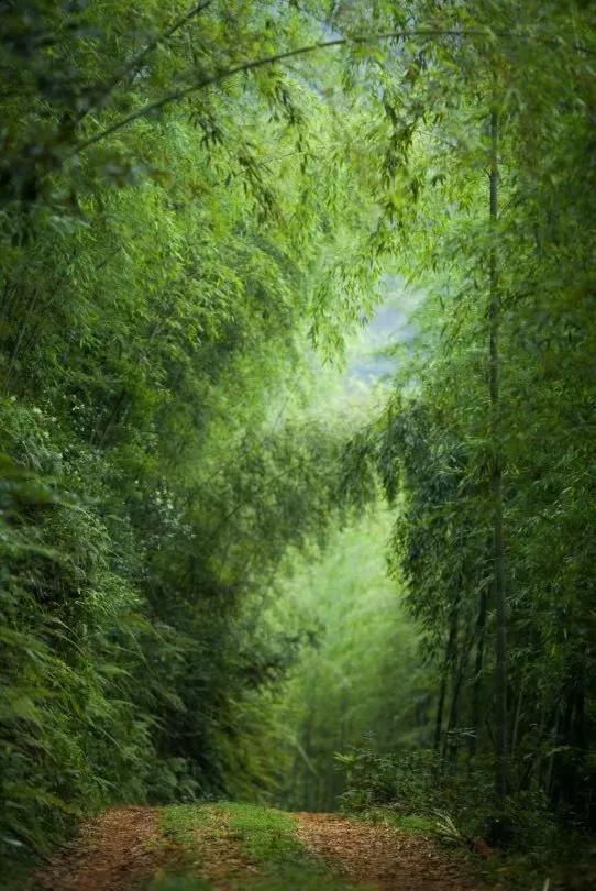 竹林听雨，舒心，淡泊，悠远