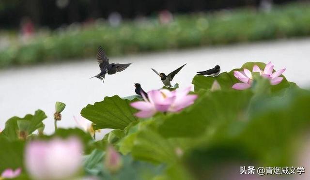 雨后，燕舞鸟鸣唤荷香