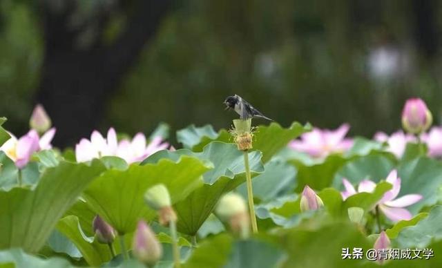 雨后，燕舞鸟鸣唤荷香