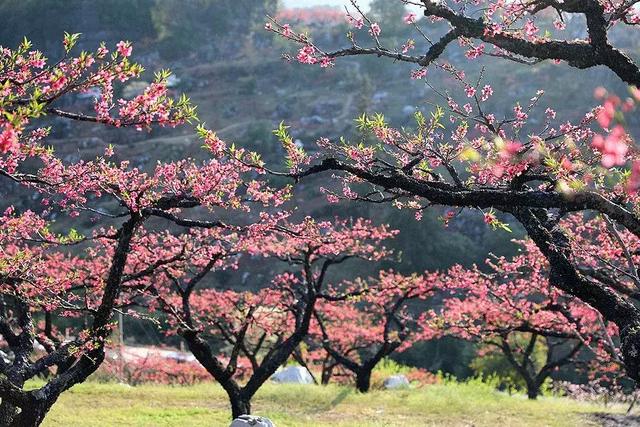 春满人间、春色满园……关于春天的30个成语