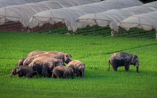 野象迁徙到国家公园设立，生物多样性该如何保护？│关注2022