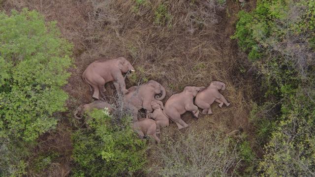 野象迁徙到国家公园设立，生物多样性该如何保护？│关注2022