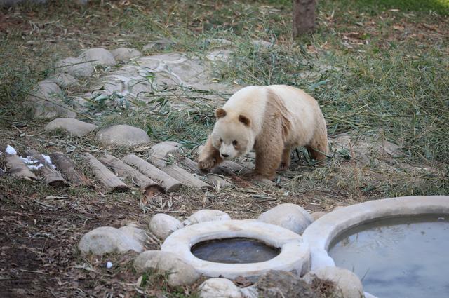 野象迁徙到国家公园设立，生物多样性该如何保护？│关注2022