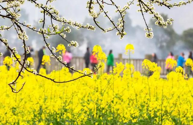 「诗词鉴赏」春门俱是看花人，十二首看花的诗词，看尽春花烂漫