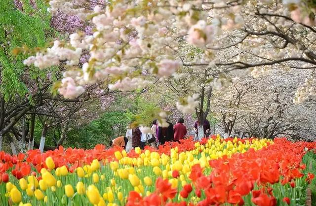 「诗词鉴赏」春门俱是看花人，十二首看花的诗词，看尽春花烂漫