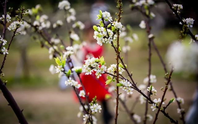 「诗词鉴赏」春门俱是看花人，十二首看花的诗词，看尽春花烂漫